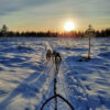 Hundspann Särna Camping. Foto Rike Kiessling